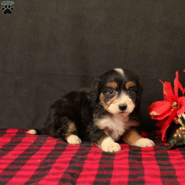 Oriana, Mini Bernedoodle Puppy